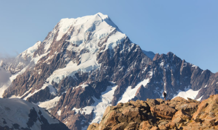 https://www.pexels.com/photo/ant-15549014/