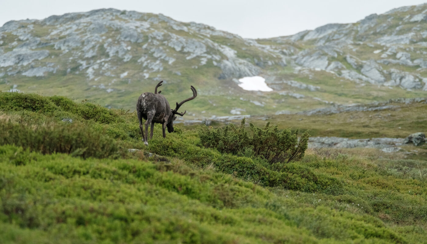 https://www.freepik.com/free-photo/vertical-shot-elk-grazing-mountain-landscape_13061890.htm#fromView=search&page=1&position=23&uuid=d9f39fca-382f-4994-a937-06ceeb0d9b23&query=Mythical+Creatures+Said+to+Live+on+Rigi+Slopes