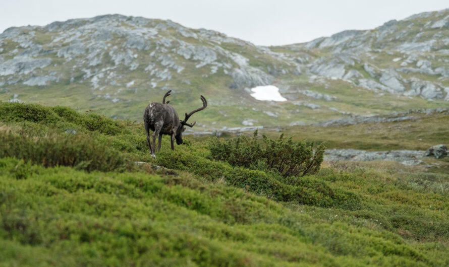 Mythical Creatures Said to Live on Rigi Slopes