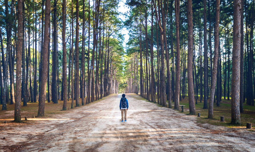 Mindfulness Trails: Walking Routes Designed for Reflection