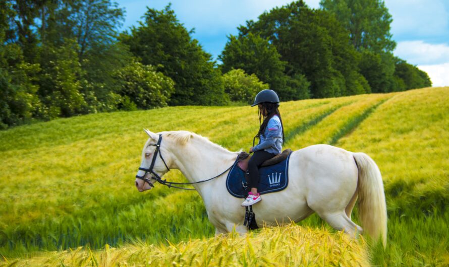 Horseback Riding Around Mount Rigi: Scenic Routes to Try