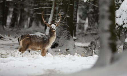 https://www.freepik.com/free-photo/big-beautiful-fallow-deer-nature-habitat-czech-republic_15390580.htm#fromView=search&page=1&position=6&uuid=26b936bb-eb02-4b13-89a6-73b4dcd96103&query=Winter+Wildlife+Behavior+Around+Mount+Rigi%3A+What+You%E2%80%99ll+See