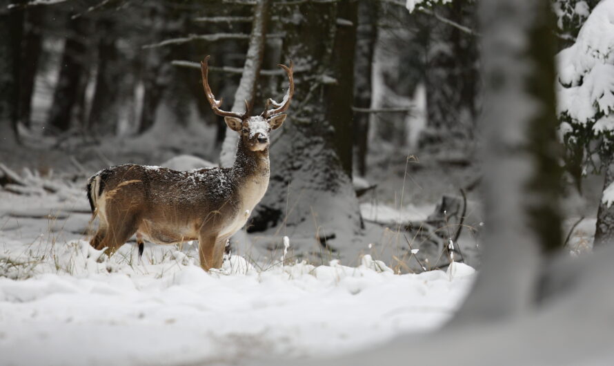 Winter Wildlife Behavior Around Mount Rigi: What You’ll See