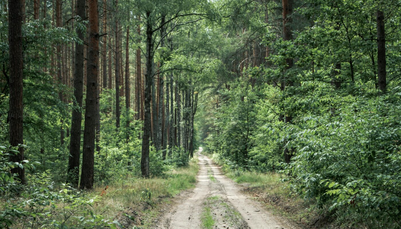 https://www.pexels.com/photo/narrow-path-in-forest-among-green-trees-and-bushes-4204684/