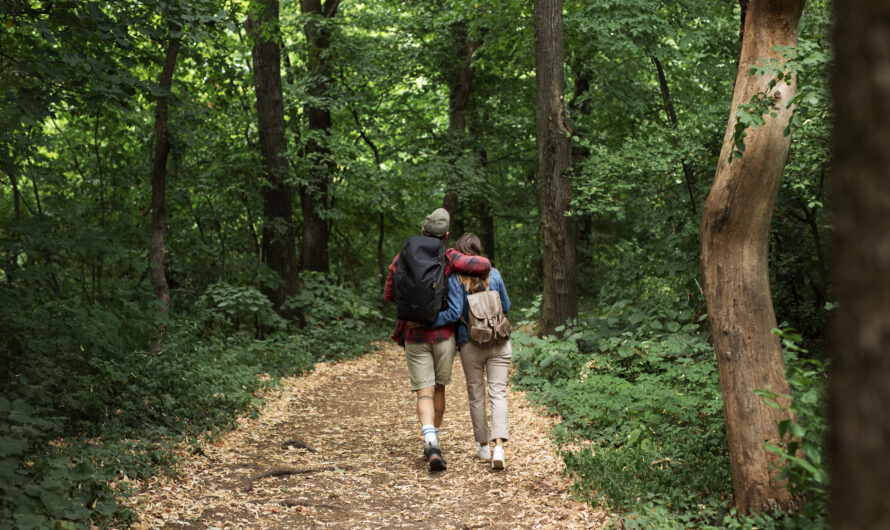 Forest Therapy Walks on Mount Rigi: How Nature Heals
