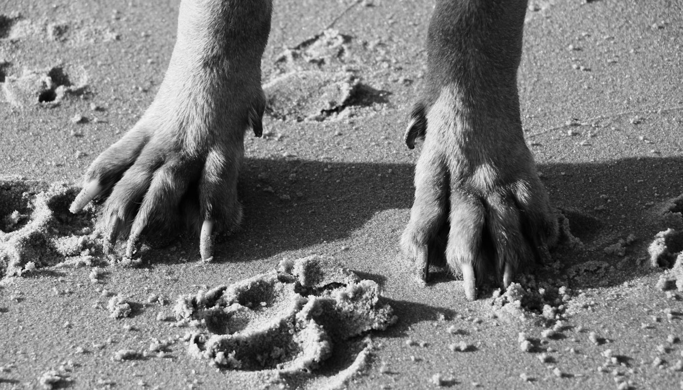 https://www.pexels.com/photo/close-up-photo-of-a-paw-15017936/