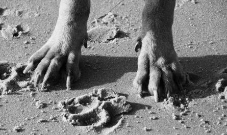 https://www.pexels.com/photo/close-up-photo-of-a-paw-15017936/